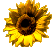 Sonnenblume Button